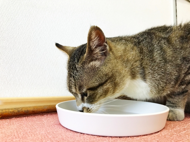 食事とお水の交換