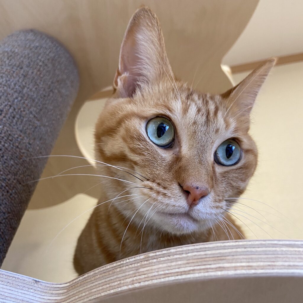 【ご案内】スイートルーム リニューアルのお知らせ