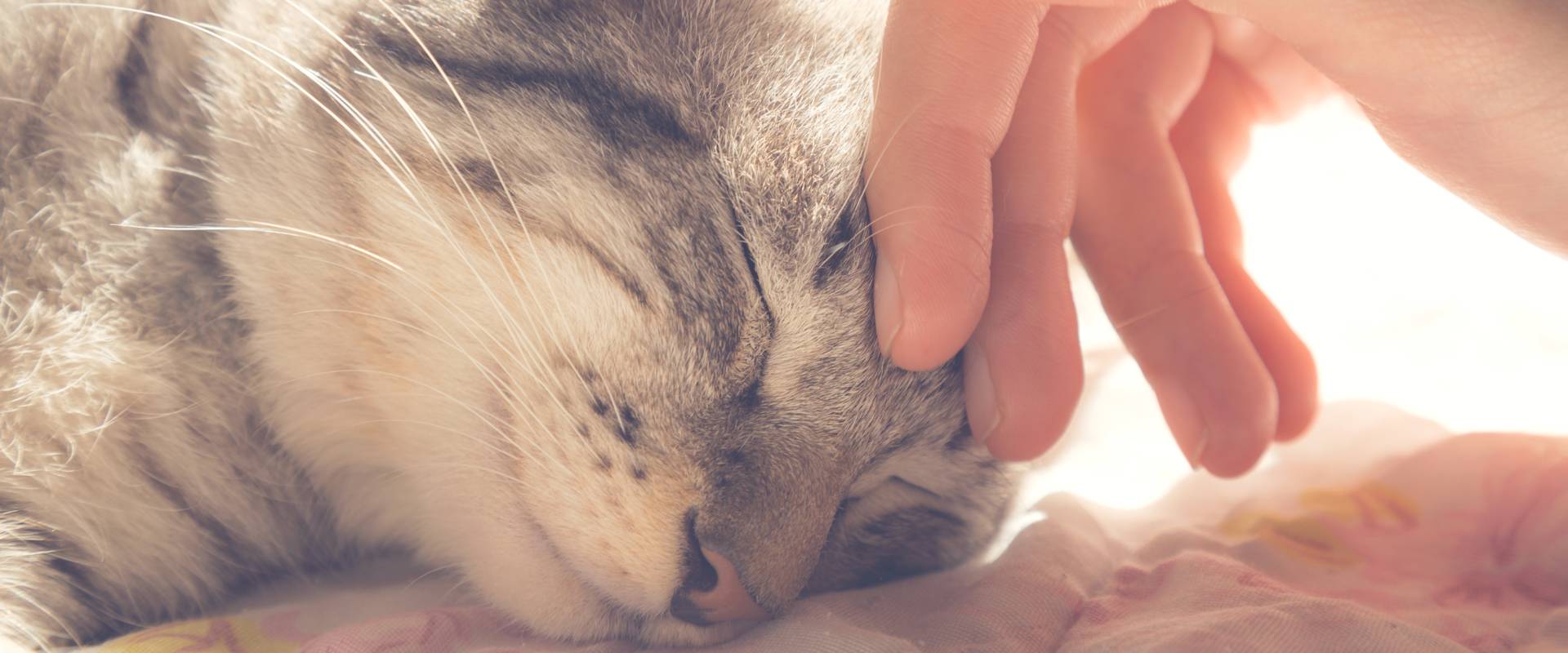 猫専門ペットホテル ネコト（Neko＆）