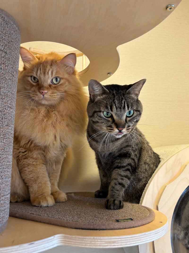 スイートルーム