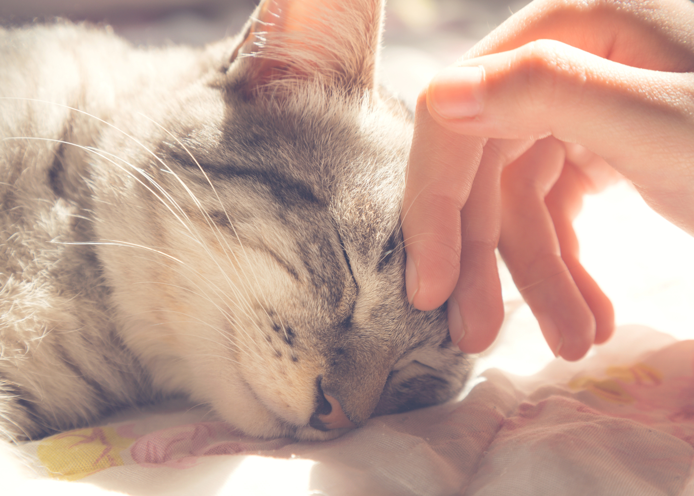 猫専門ペットホテル ネコト(Neko&)