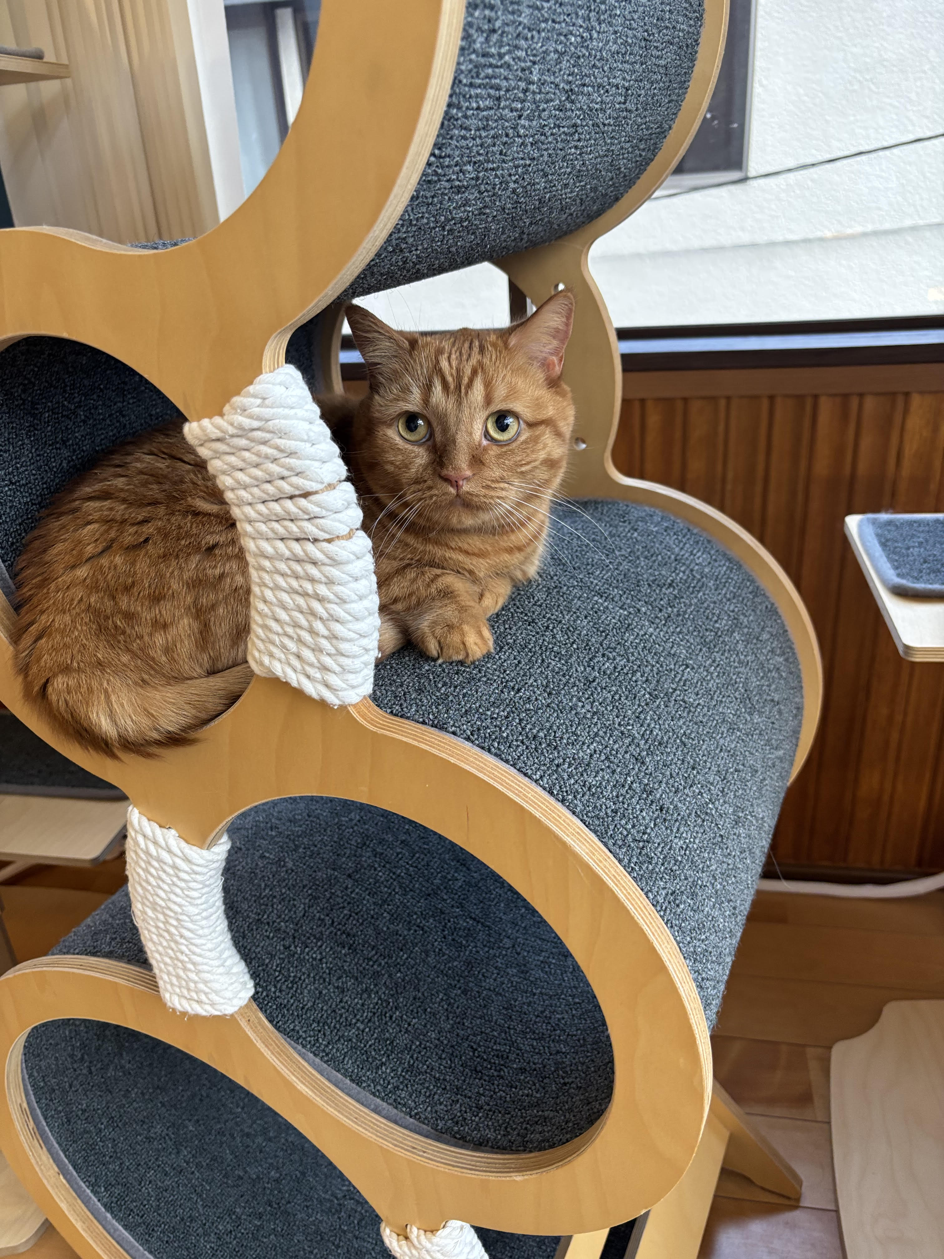 環境の変化に敏感な猫ちゃん