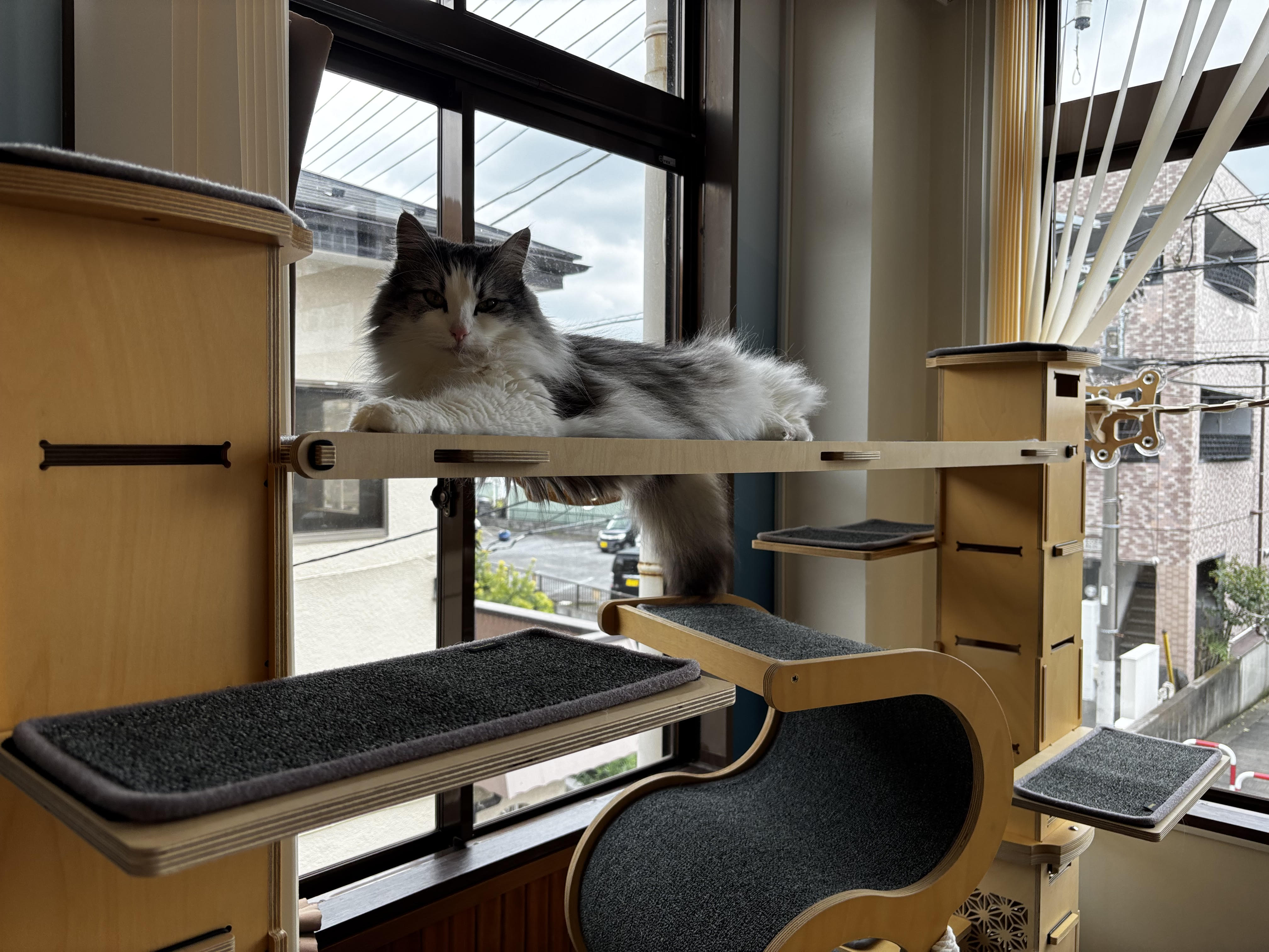 自分のペースを大切にしたい猫ちゃん