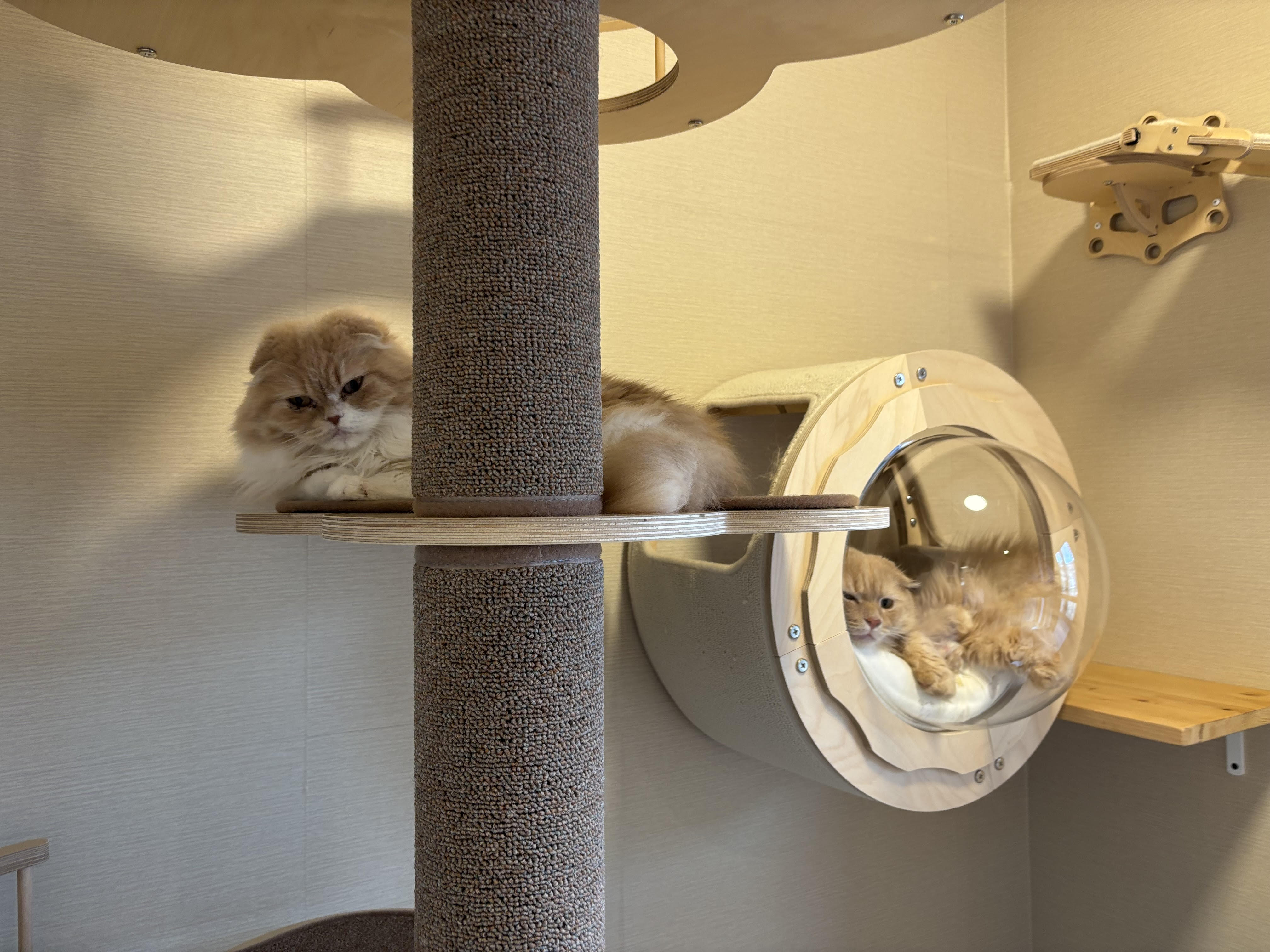 多頭飼いで距離感を大切にしたいご家庭